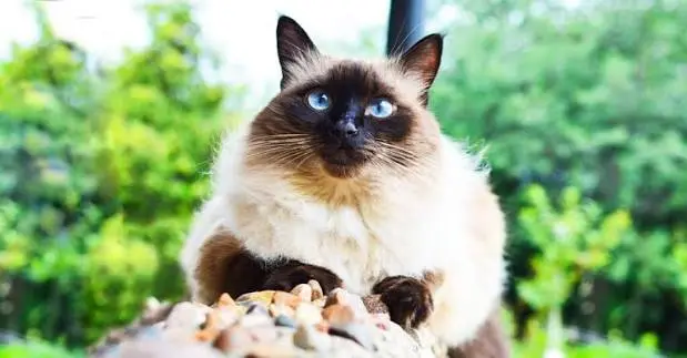 Best Hypoallergenic Cat Breeds